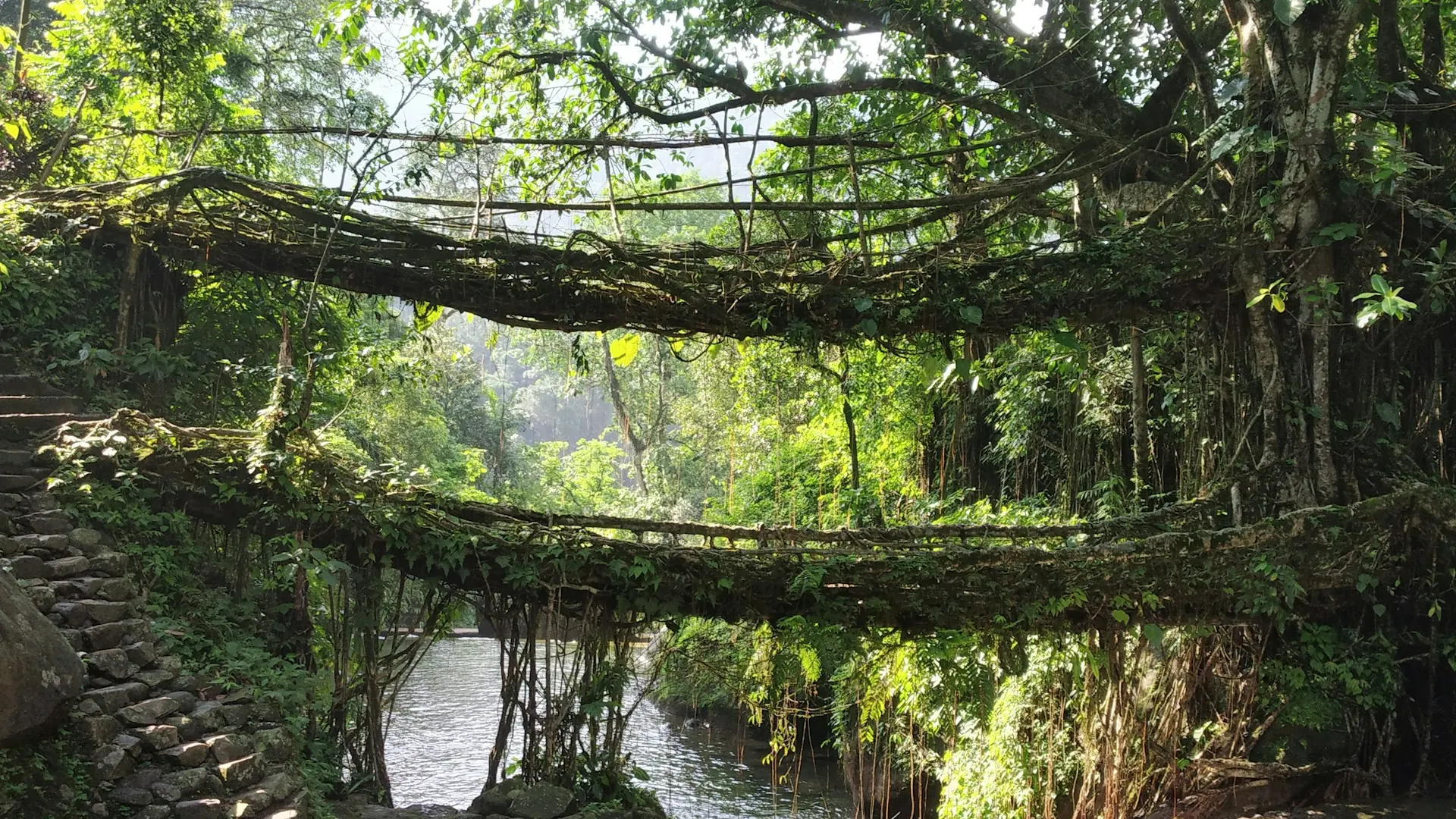 Living root bridges in the forests of Meghalaya