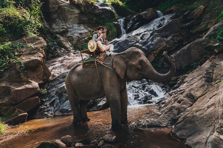 Elephant Safari