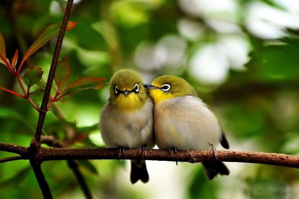 Bird Watching