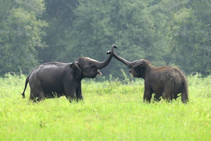 Jaldapara Wildlife Sanctuary
