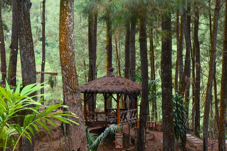 Chilapata Forest